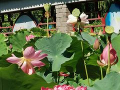 -莲花池公园