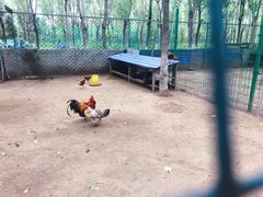 -草根堂农场
