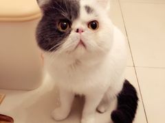 -纳吉亚猫专科动物诊疗中心(蒋宅口分院)