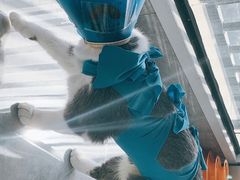 -伟伟宠物医院·CT影像中心·瑞派犬猫综合性门诊(汉口总院)