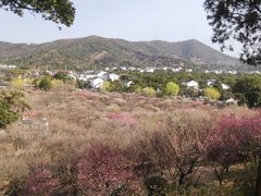 -香雪海