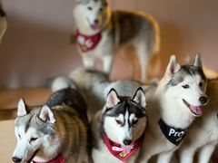 -Husky Go! 哈士奇体验馆·宠物咖啡厅狗咖