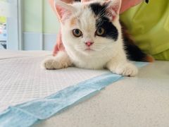 -艾吉宠物医院·疑难杂症转诊中心·猫友好(碧江路院)