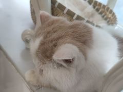 -共舞时光猫咖·狗咖(新街口店)