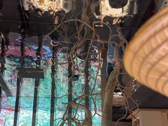 -桂满陇·海市蜃楼·黑金(国金店)