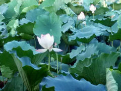 android_upload_pic-荷香居(洞企石路店)
