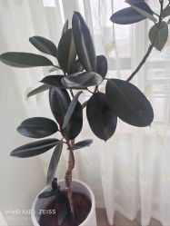 -HEYAN荷妍专业脱毛连锁机构