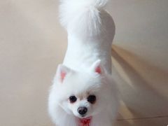 -纳吉亚猫专科动物诊疗中心(蒋宅口分院)