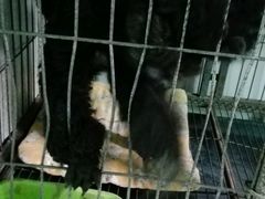 小黑-乐宠动物医院