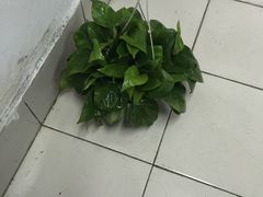 -龙大花卉苗木市场