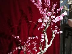 -石家庄市植物园
