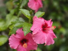 -生宇山珍野生菌汤锅•始于2002(双流古塔店)