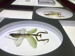 -上海昆虫博物馆