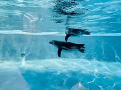 -帝企鹅自助餐厅•儿童岛•真企鹅(长隆企鹅酒店)