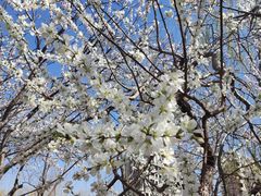 -桃花堤公园