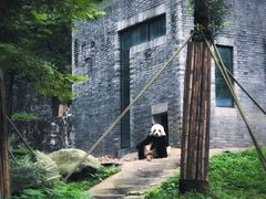 -都江堰中华大熊猫苑