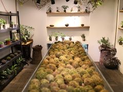 -植觉