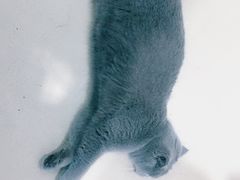 -藏猫猫咖啡主题馆(中央大道店)