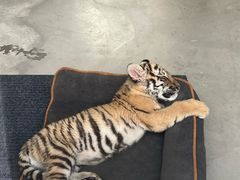 -大连森林动物园