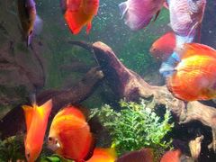 -上海海洋水族馆