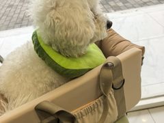 -艾吉宠物医院·疑难杂症转诊中心·猫友好(碧江路院)