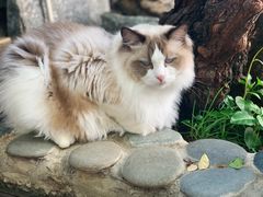 -喵屿·大理花园猫咖