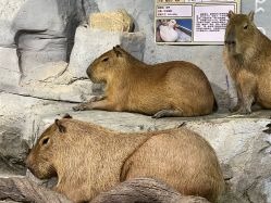 -Zoolung Zoolung动物主题公园(海信广场店)