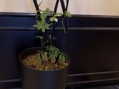 -涟LIAN·泰式按摩·MASSAGE·SPA(深业上城店)