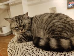 -猫友咖啡店(玉林西路店)