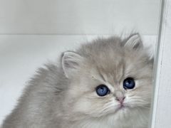 -青奢宠物·青奢猫舍