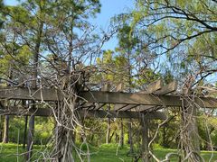 -上海共青森林公园