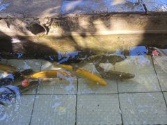 -钰田大院·碳烤虹鳟鱼·怀柔地道农家菜(雁栖湖店)