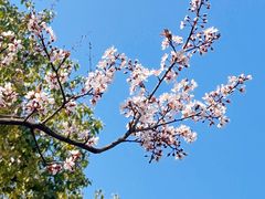 -贡湖湾湿地公园