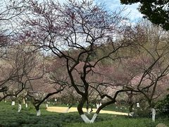 -杭州植物园