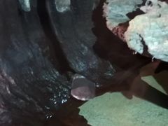 -悉尼海洋生物水族馆