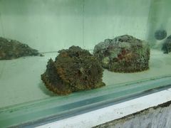 石头鱼-海盗餐厅
