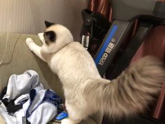 -Bastet sally猫舍购宠(静安店)