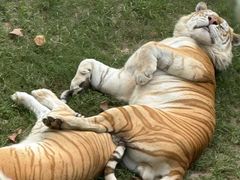 -西霞口神雕山野生动物世界