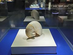 -贝壳王国博物馆