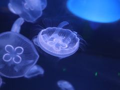 -芜湖新华联大白鲸海洋公园