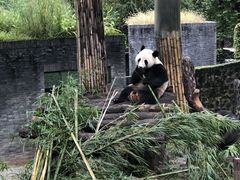 -都江堰中华大熊猫苑