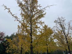 -重庆中央公园(渝北区)