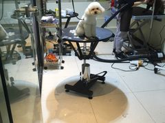 -Oh My Dog宠物沙龙(伊珊娜皮毛护理店)