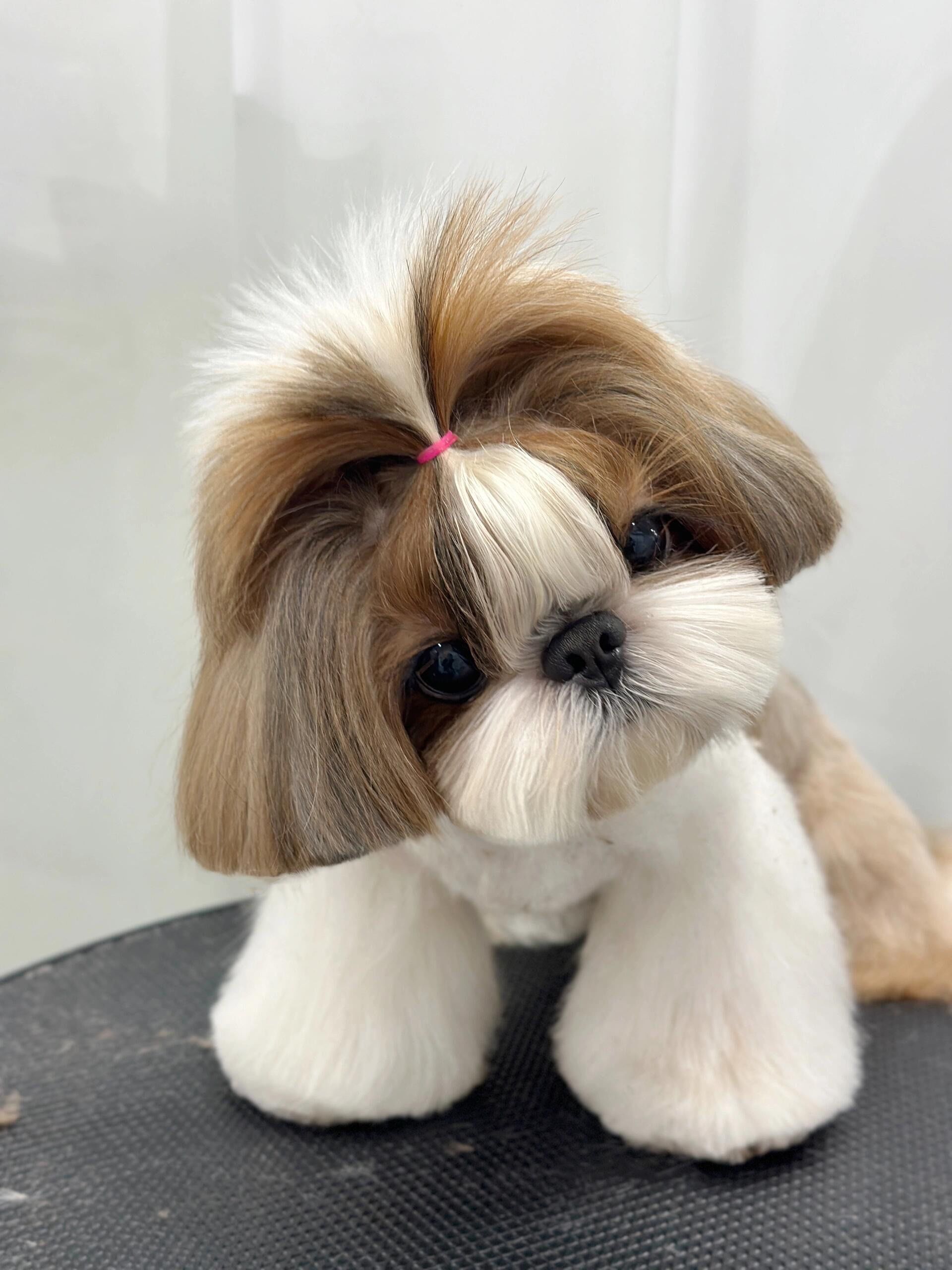 宠物造型的艺术感