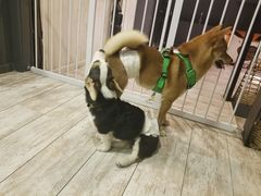 -百好乐宠物友好餐厅(朝外大街店)