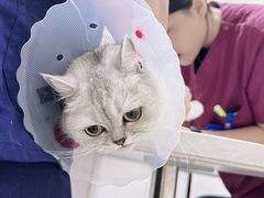 -中农国际动物医院24小时·猫科·骨科·急重症中心
