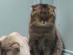 -安格丽娜·狗咖·猫咖羊驼咖(春熙路百盛商场店)