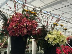 -上海鲜花港