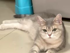 -皮特动物医院(24小时店)