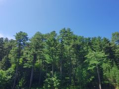 -五营红松林海景区